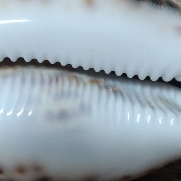 Shell 🐚 Mini - Picture 4 of 4